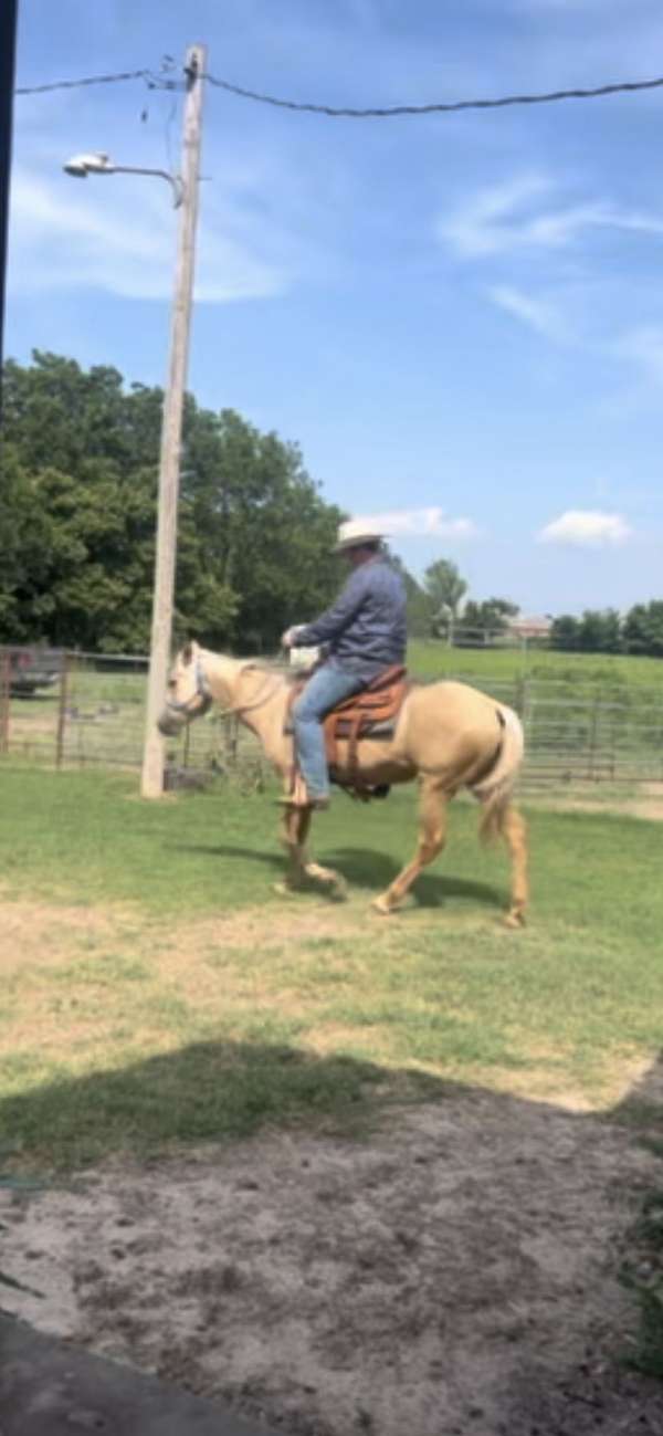 palomino-quarter-horse-mare