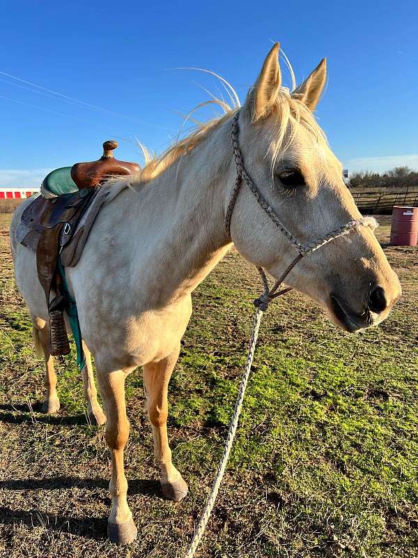 palomino-mare-for-sale