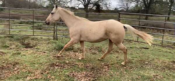 14-hand-quarter-horse-mare