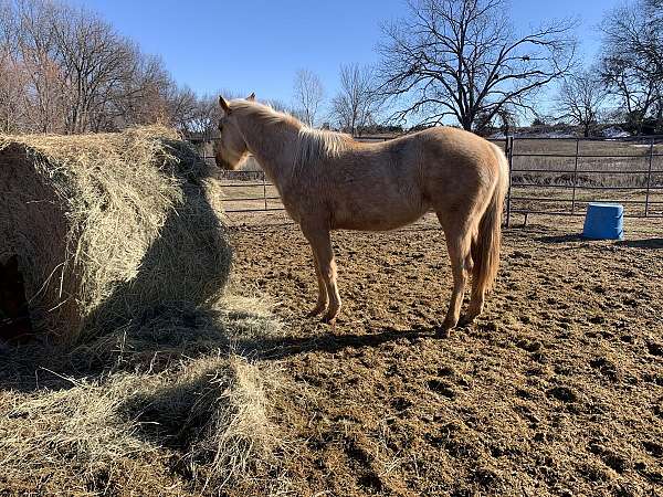 palomino-mare-for-sale