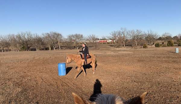 palomino-gelding-for-sale