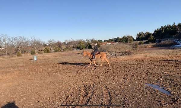 15-hand-palomino-horse