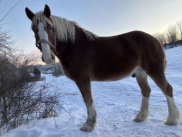 draft-team-driving-gelding