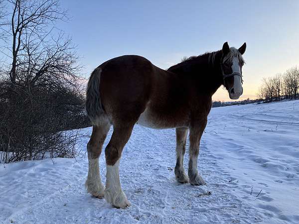 draft-team-driving-belgian-horse