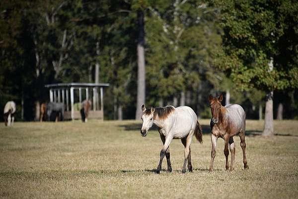 buckskin-twhbea-filly-stallion