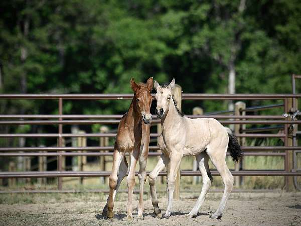 red-roan-twhbea-filly-stallion