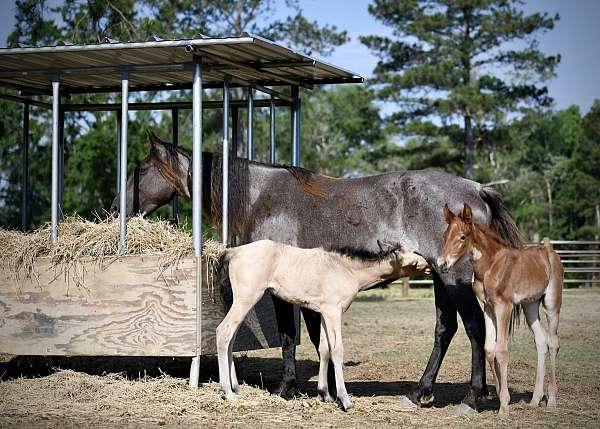 roan-twhbea-filly-stallion