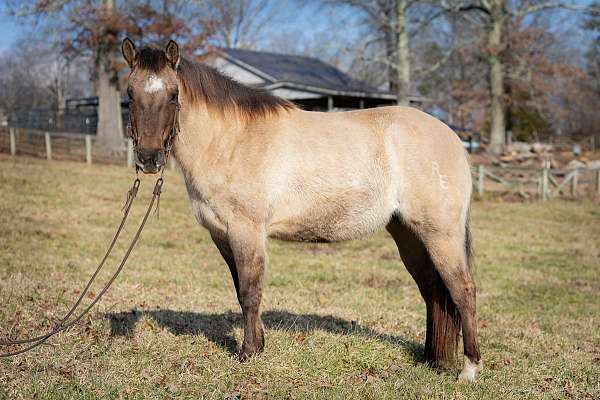 grulla-star-horse