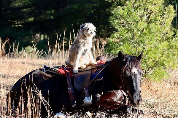 calf-roping-morgan-horse