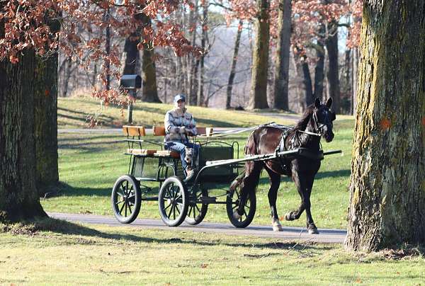 cowboy-mounted-shooting-morgan-horse