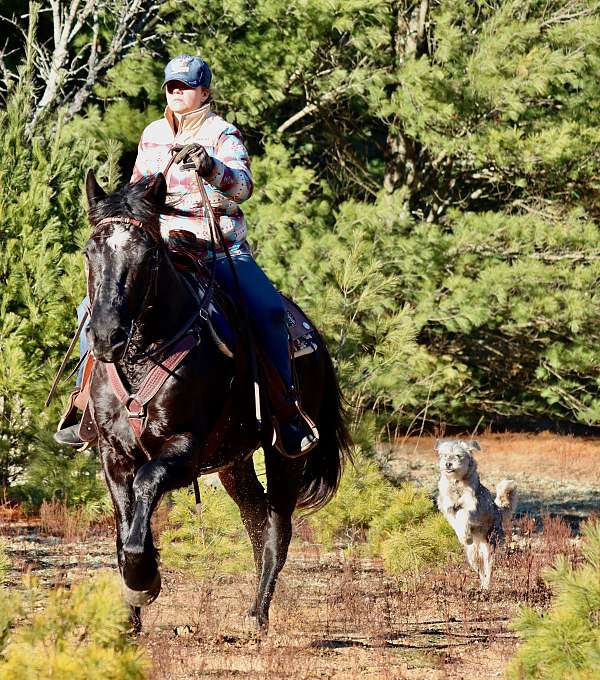 cutting-morgan-horse