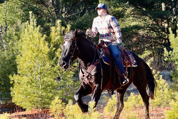 draft-morgan-horse