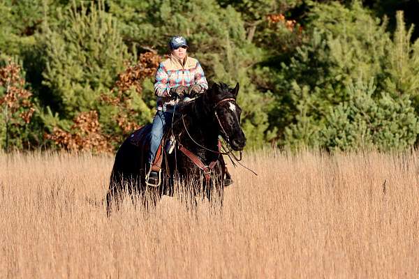 driving-morgan-horse