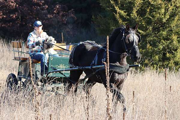 experienced-morgan-horse