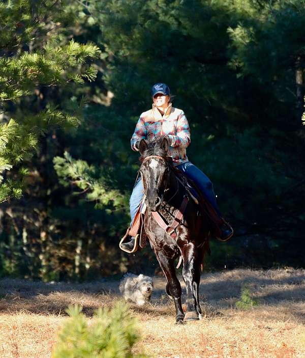 horsemanship-morgan-horse