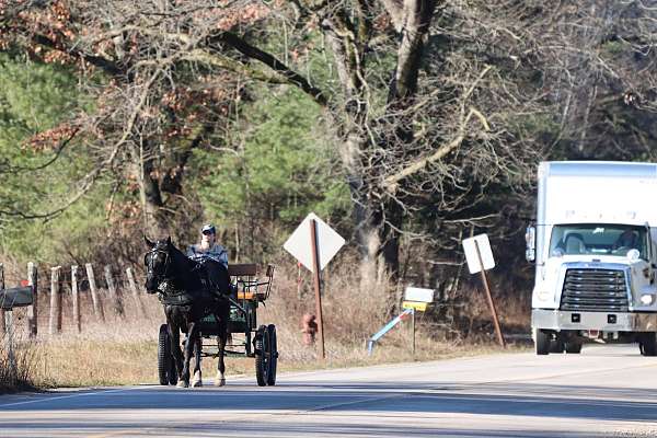 husband-safe-morgan-horse