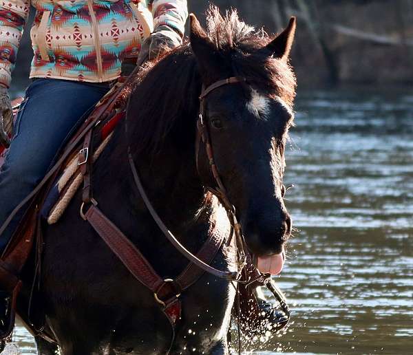 lesson-morgan-horse