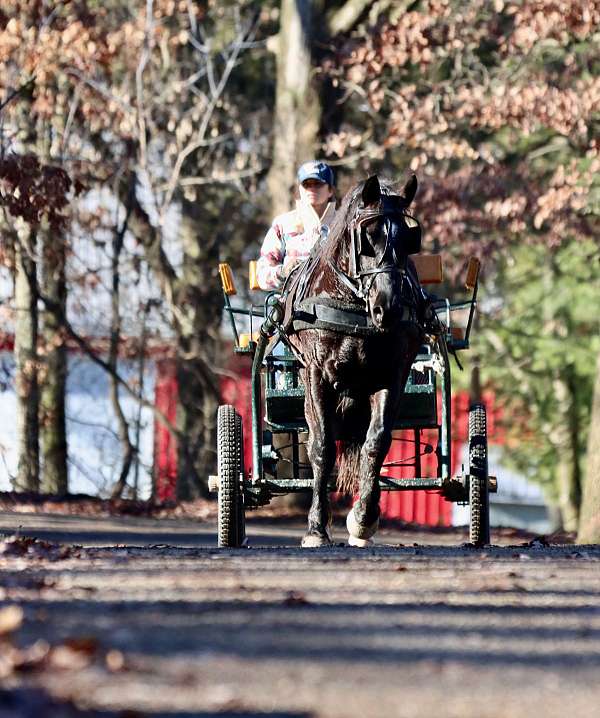 mounted-patrol-morgan-horse