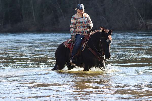 natural-horsemanship-training-morgan-horse