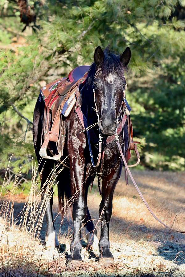 pleasure-driving-morgan-horse