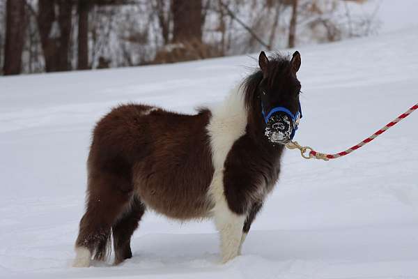 calf-roping-morgan-horse