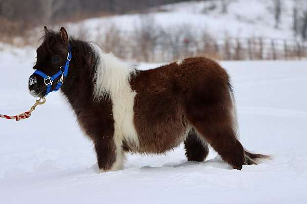 cowboy-mounted-shooting-morgan-horse