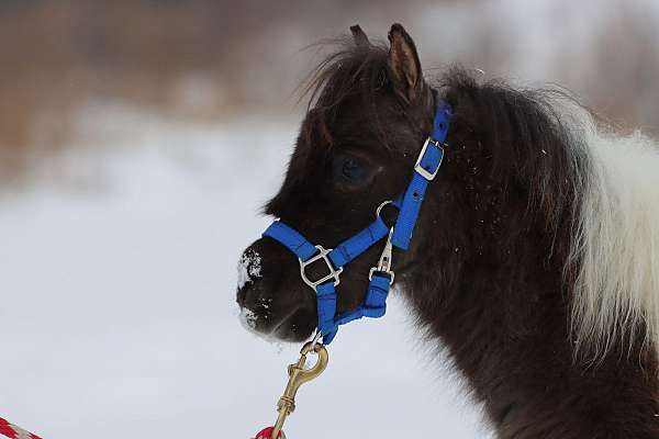 cutting-morgan-horse