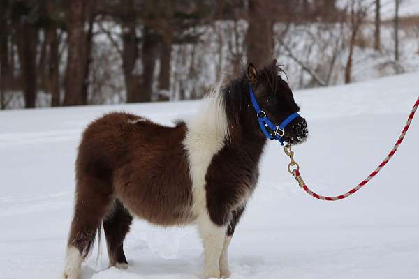 draft-morgan-horse