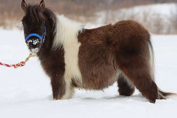 driving-morgan-horse