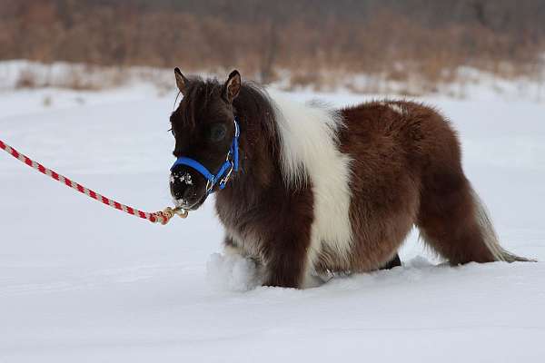 experienced-morgan-horse