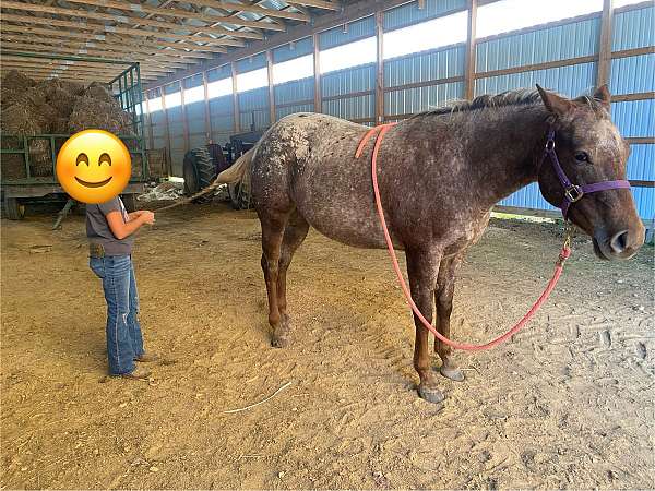 chestnut-white-blanket-over-hips-with-many-spots-horse