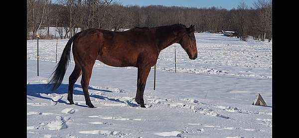 small-star-hind-cornet-horse