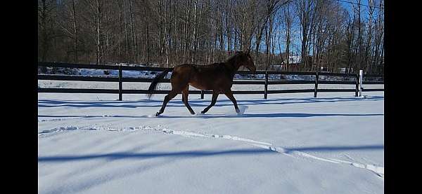 bay-small-star-hind-cornet-horse