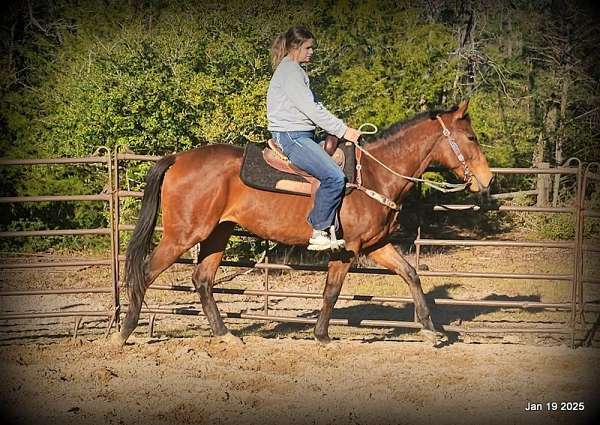 safe-appaloosa-horse