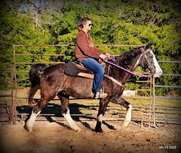 safe-missouri-fox-trotter-horse