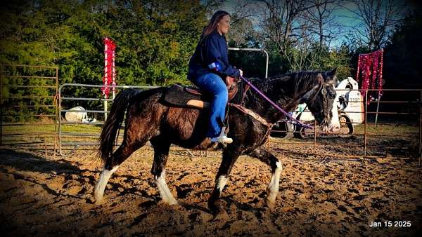 broke-missouri-fox-trotter-horse