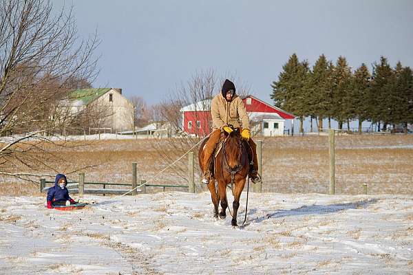 all-around-quarter-horse