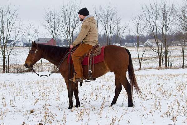 athletic-quarter-horse