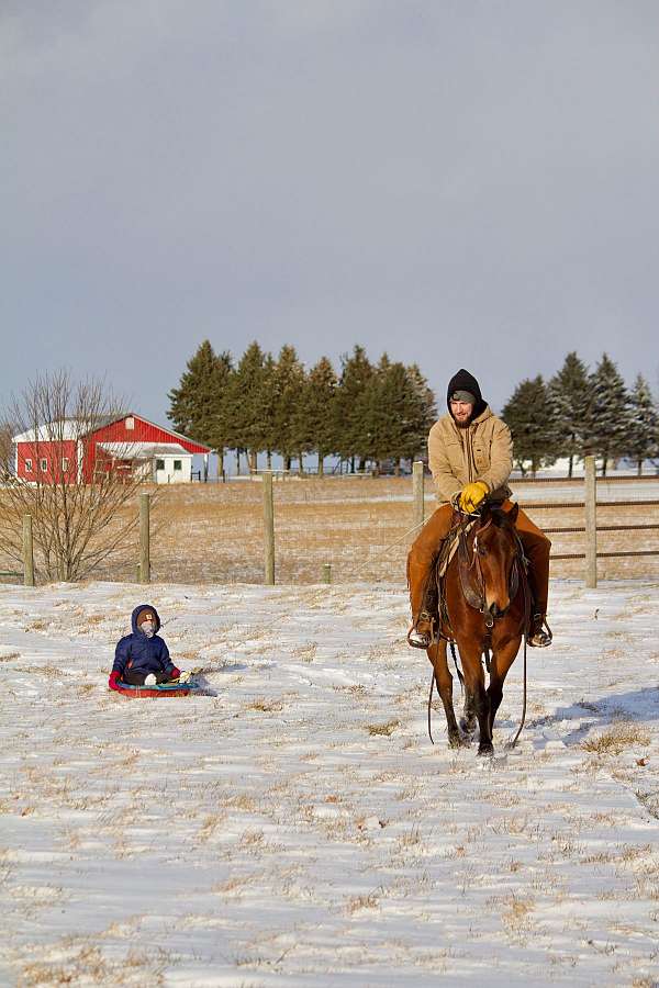 barrel-quarter-horse