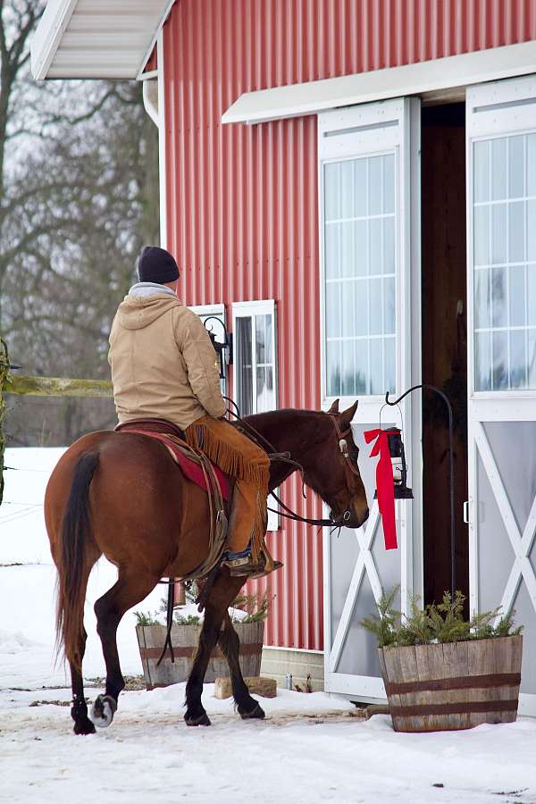 barrel-racing-quarter-horse