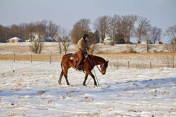 beginner-quarter-horse