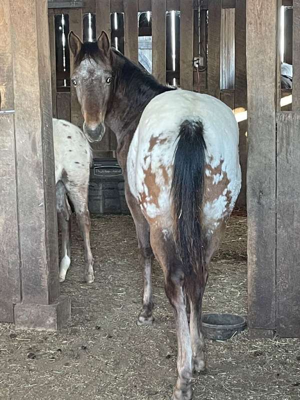 snowcap-appaloosa-colt