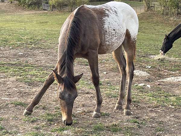 appaloosa-colt-for-sale