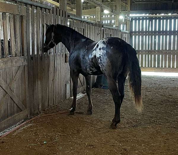 snowcap-blanket-horse