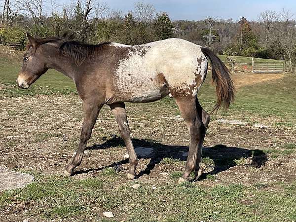 bay-snowcap-blanket-horse