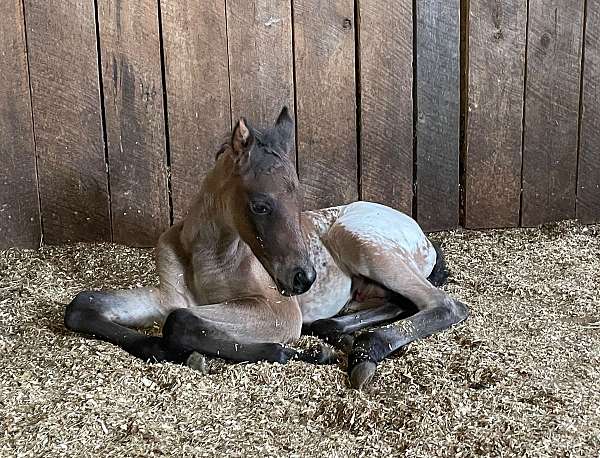 snowcap-appaloosa-horse