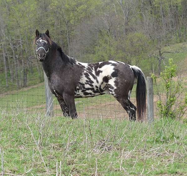 black-bay-appaloosa-horse