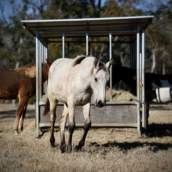 buckskin-tennessee-walking-filly