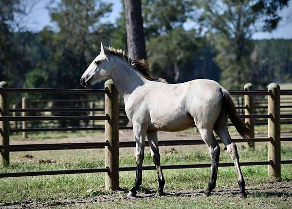 buckskin-twhbea-filly