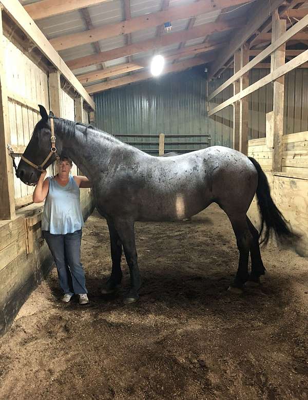 percheron-cross-unborn-foal